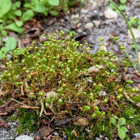 Vivid close-up of a patch of moss with tiny blooms shooting straight up.