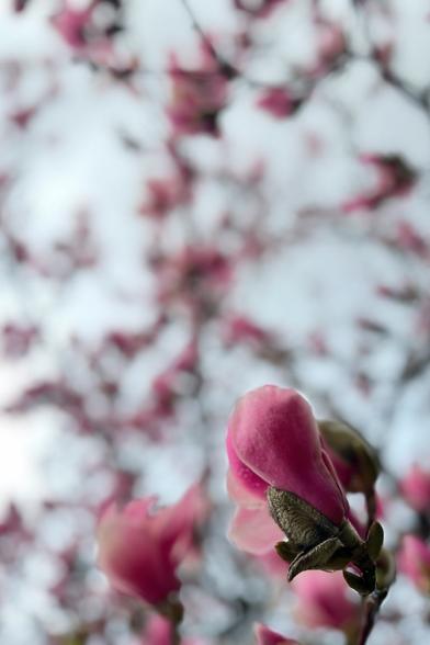 A photo of a magnolia flower in a magnolia tree with blurry background