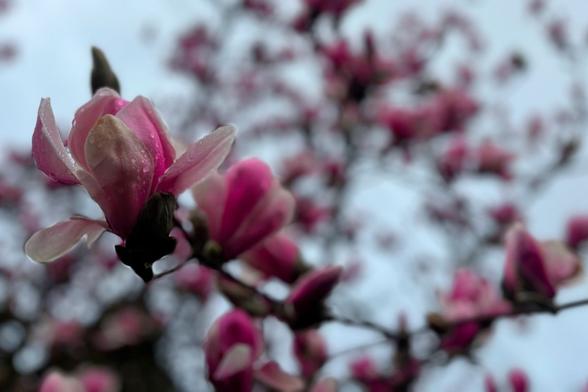 A photo of a magnolia flower in a magnolia tree with blurry background