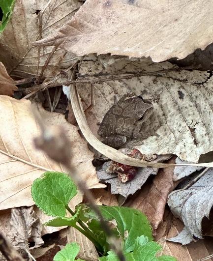 A spring peeper frog is curled up on a dead leaf.