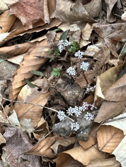 A tiny spring flower. Harbinger of spring! It peeps out of a forest floor covered by dead leaves.