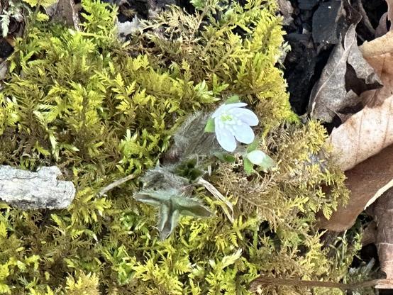 Bright green moss with a white hepatica flower growing in the middle.