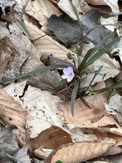 A small purple spring beauty flower bursts from a pile of dead leaves