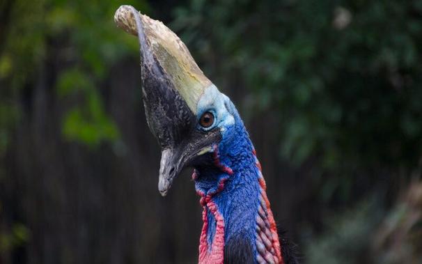 The cassowary is equipped with quite dangerous claws. If approached, it will generally stand its ground. Cassowaries are Australia’s largest flightless birds. Their large size, tall greyish helmet (casque) and the red wattle hanging from the neck, make them easy to identify. The feathers of the body are black and hair-like. The bare skin of the head and fore-neck is blue, while the rear of the neck is red. Both sexes are similar in appearance, but the female is generally larger than the male, with a taller casque, and is brighter in colour.