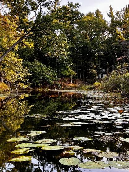 A peaceful pond is surrounded by lush greenery, with lily pads floating on the water's surface. The reflection of trees is visible in the calm water, creating a serene natural scene. Fromnlast September.