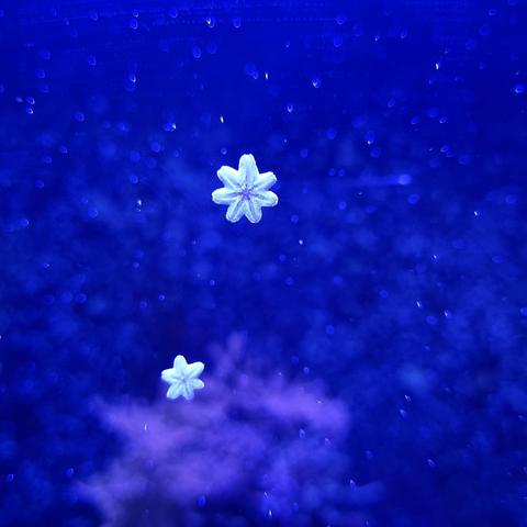 two tiny white starfish against a blurry blue blackground