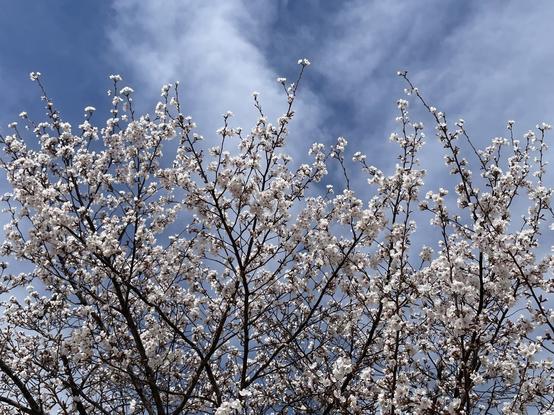 Sakura cherry blossoms