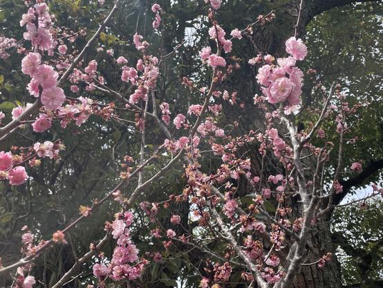 The last plum blossoms passing the beauty crown to cherry blossoms