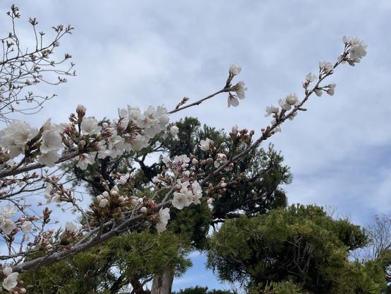 Sakura closer view