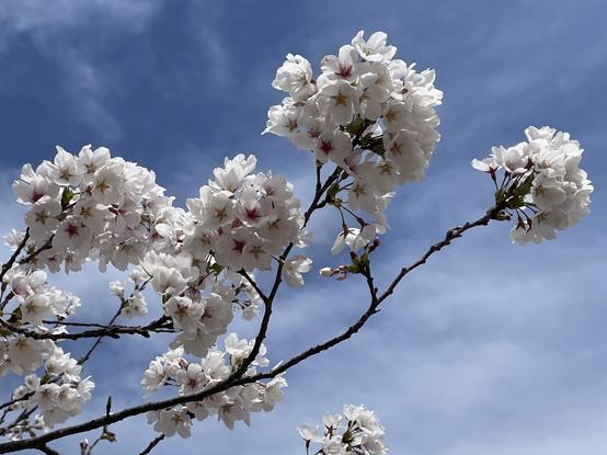 Sakura closest view