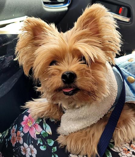 My Yorkie Tynie on my mom's lap with a Levi jacket looking at the camera with her tongue out