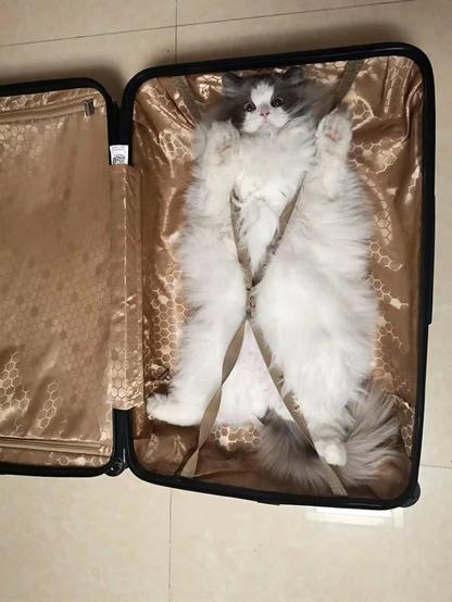 fluffy white cat laying on its back strapped inside luggage