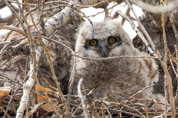A juvenile Great Horned Owl in its nest with its parent. It is looking directly at the camera with its yellow eyes.