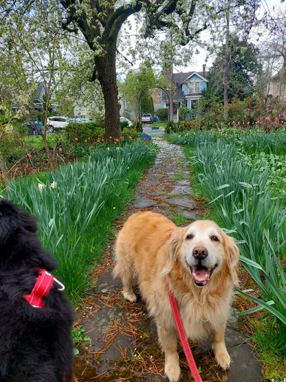 A smiling Golden Retriever stands on a wet flagstone walkway looking up at the camera. The walkway is flanked by fading daffodils and just emerging tulips. An old pear tree is in bloom in the background.