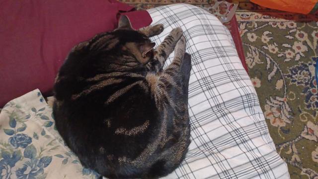 Tabby cat laying on a yoga mat with paws in front, asleep.