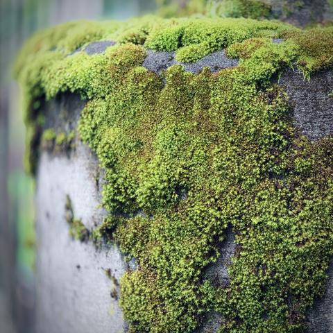 Green moss cascades down and wraps around a light gray concrete cylinder on a cloudy day.