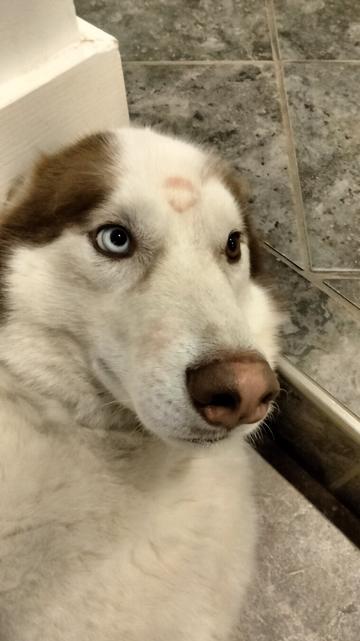 A husky with a few lipstick marks has his ears folded back in a derpy expression