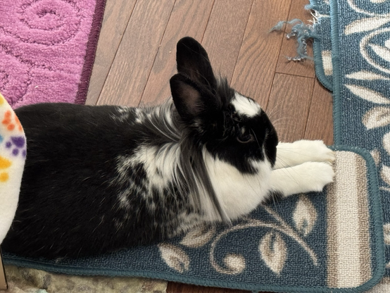 A bunny keenly sticks her toesies prominently out for all to see and admire.