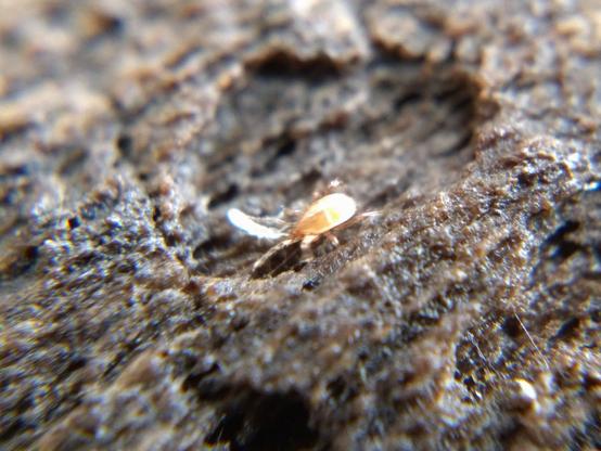 Another white springtail, this one identifiable as a poduromorph, comes face-to-face with a light brown mesostig only a little longer than itself. The mite's front pair of legs are long and thin, used a bit like antennae.