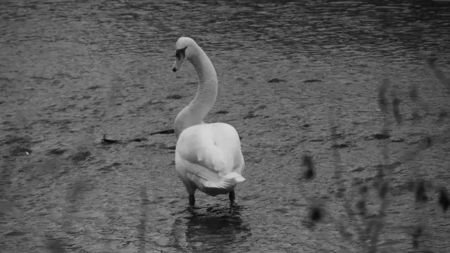 SW  - Schwan steht im Fluss und guckt schlecht gelaunt den Fotografen an