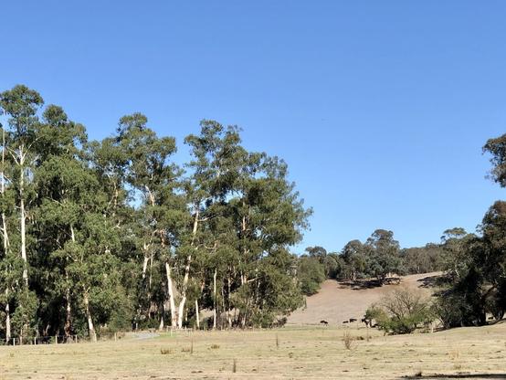 Creekline and an dry open yellow paddock.