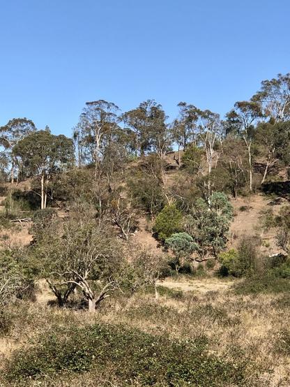 Not much undergrowth in the distance, beneath the trees.