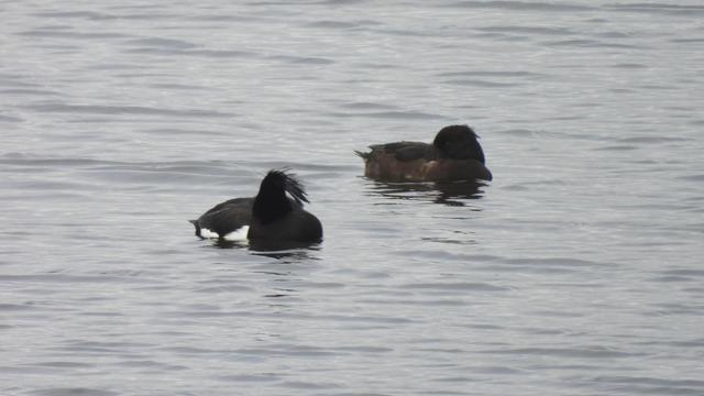 Two tufted ducks, a male and a female, preening as they float on rippled water. Both have their heads down and look very unposed. The drake’s tuft is blowing about messily.