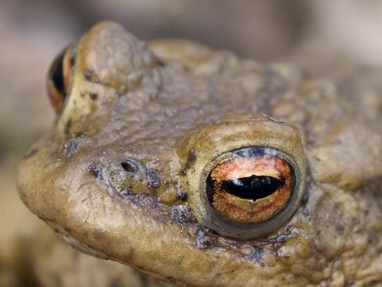 Close-up of a toad's head, showing its orange-ringed eye and bumpy skin.