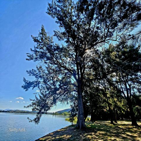 Wide frame colour photo showing a large, mature eucalyptus tree by the shoreline of a lake on the left. Afternoon sunlight behind the tree is filtered through the leaves and branches.