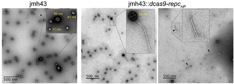 Abnormal hankyphage virion morphology and incomplete DNA packaging. Negatively stained TEM micrographs of lysates of wildtype hankyphage-bearing Bacteroides thetaiotamicron strain jmh43 (left) and jmh43 in which RepCHP expression has been suppressed (center and right). Loose phage tails are indicated with black arrows.