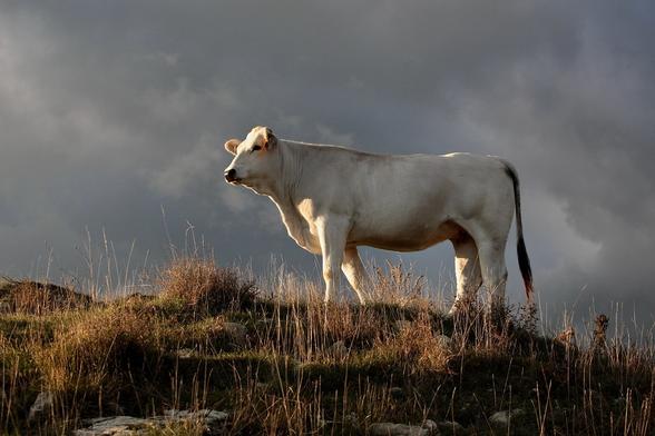 La-Chianina-la-race-des-plus-grandes-vaches-du-monde-1