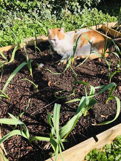 A white and ginger cat laying in a raised garden bed filled with small garlic and onion plants and brown mulch in between the plants. He’s in the top right corner of the bed, in the sunshine, and looking a bit next to the camera with half open eyes. Behind the bed is grass, green plants and the bottom of a hedge.