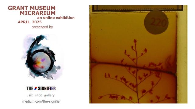 promotional poster for the exhibition - the dominant image looks like it might be a sparse sapling standing alone, silhouetted by the gilded light of a sunset reflected across the calm waters of a winter lake... it's actually a microscope slide of a hydroid.