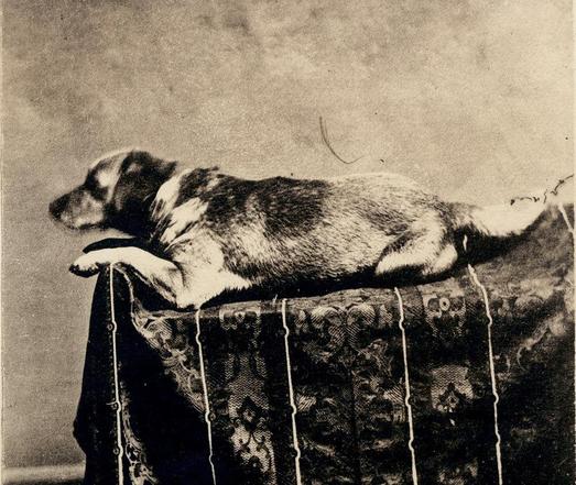 Ein Hund liegt auf einem Möbelstück mit einem gemusterten Tuch. Der Hund ist seitlich abgebildet und scheint sich auszuruhen. Der Hintergrund ist unscharf und variabel.