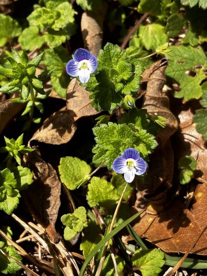 Closeup of two tiny blue-and-white veronica flowers hovering above small green leaves. The veronica plants are surrounded by other green plants and brown fallen leaves.