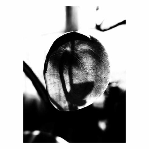 Le soleil perse une ombre à travers une feuille de Pilea.