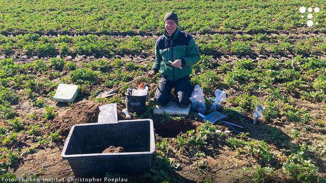Ein Mann mit grüner Arbeitsjacke und schwarzer Mütze kniet auf einem Schaumstoffpolster auf einem Acker und lächelt in die Kamera. Vor ihm ist ein offenes Bodenprofil, aus dem er mit einer kleinen Schaufel eine Bodenprobe entnimmt. Um ihn herum stehen verschiedene Arbeitsmaterialien, darunter eine große schwarze Wanne mit Erde, Plastiktüten mit weiteren Proben, ein Eimer mit Werkzeugen und Messgeräten sowie eine kleine Spitzhacke. Der Acker ist mit grünen Pflanzen bewachsen, im Hintergrund sind Bäume und ein Strommast zu sehen.
Fotoquelle: Thünen-Institut / Christopher Poeplau.
