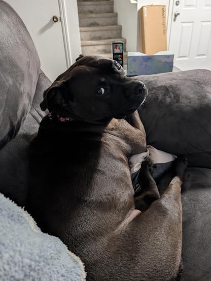 Pepper (Black Lab / Staffy Mix) laying on a couch looking over her shoulder at the camera.