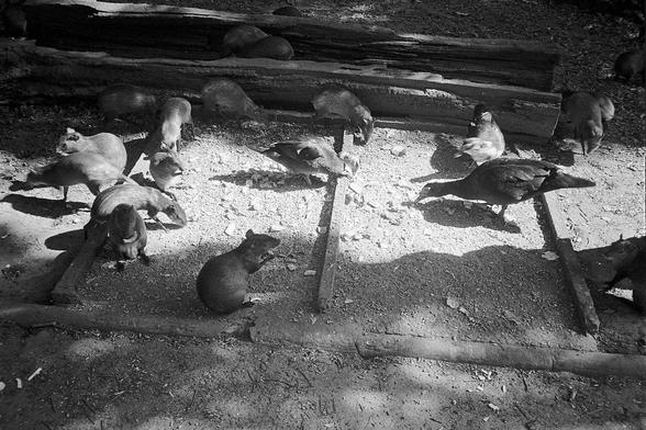 Capybaras eating next to birds in Praça da República - Campo de Santana, Rio de Janiero