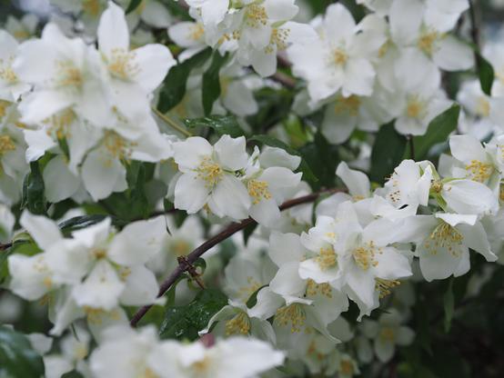 Close up photo of a bush full of white flowers. On the left some flowers are blurry. Around the white flowers there are green leaves creating some contrast with light areas.