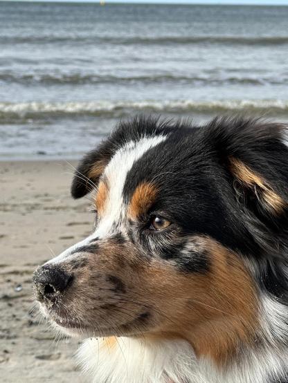 Nahaufnahme eines Hundekopfes am Strand.
Der Hund blickt zur linken Bildseite, so dass man nur sein rechtes, braunes Auge sieht. Das Fell des Hundes ist dreifarbig, wobei die hängenden Ohren hauptsächlich schwarz sind, Nasenrücken und Stirn weiß und Wange sowie Augenbraue rotbraun.
Von Auge bis Nasenspiegel laufen die Farben ineinander.

Die Nasenspitze des Hundes ist mit Sand überpudert und über seinem Scheitel sieht man sanft auslaufende Wellen.