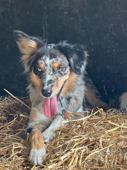 Ein dreifarbiger Hund liegt auf einem Strohballen und schaut den Betrachter direkt an. Auffällig sind sofort die beiden unterschiedlichen Augen: rechts hellgrün, links braun.
Außerdem hat der Hund ein stehendes und ein hängendes Ohr, war ihm ein verschmitzes Aussehen verleiht.
Die übereinander geschlagenen Vorderpfoten und das geöffnete Maul mit der heraushängenden Zunge bestärken diesen Eindruck.