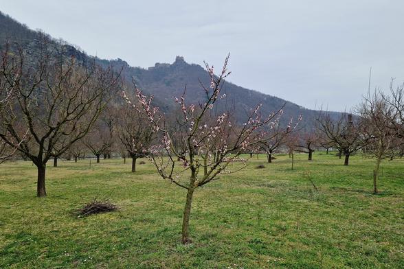 Foto eines blühenden Marillenbaums in der Marktgemeinde Aggsbach.