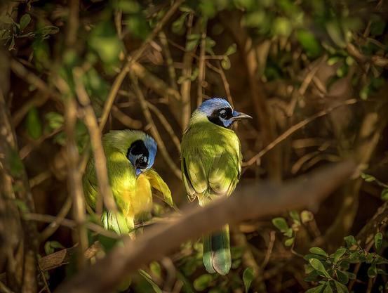 Two vibrant birds with striking blue and green plumage are perched among the branches of a dense, leafy bush. Sunlight filters through the foliage, casting dappled light on the birds and surrounding vegetation. Photography by Debra Martz
