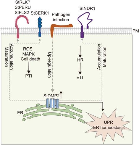 Diagram of the cross-section of a portion of a potato cell, illustrating how the endoplasmic reticulum-localized membrane protein StDMP2 positively regulates resistance to Phytophthora by modulating the endoplasmic reticulum quality control-mediated accumulation of specific pattern recognition receptors and NON-RACE SPECIFIC DISEASE RESISTANCE 1.