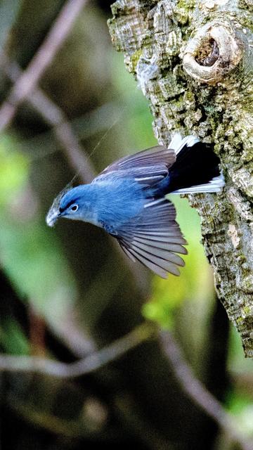 A bluish bird pulling silky material from a tree trunk