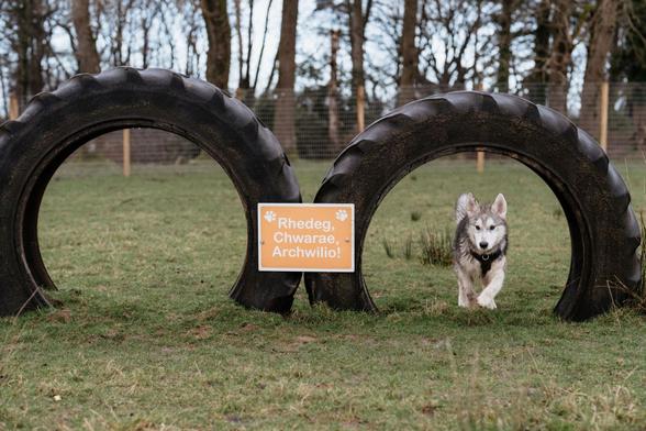 Margam Bark - Margam Parks new dog agility area