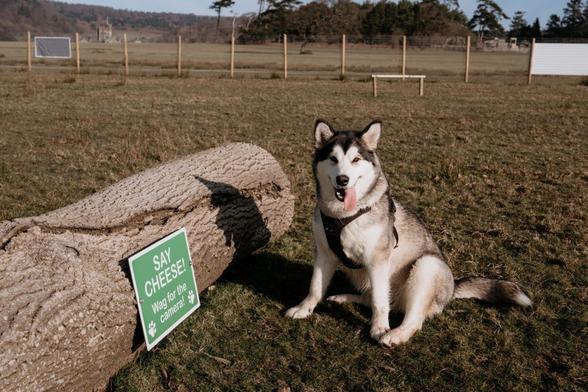 Margam Bark - Margam Parks new dog agility area