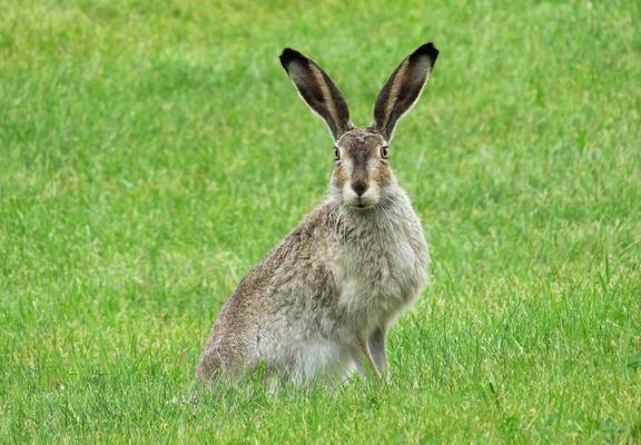 In a field of bright green grass a tawny light brown hare with a narrow face is looking right at us, long ears lifted up attentively.

Photo by Erika Wittlieb from Pixabay.