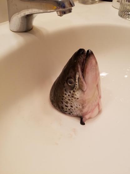 A fish head coming up out of the drain of a sink.